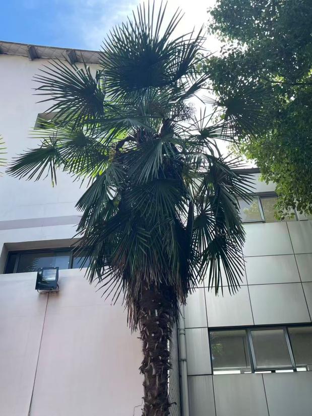 棕榈树