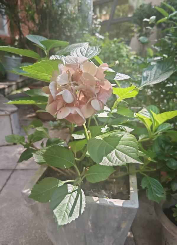 绣球花